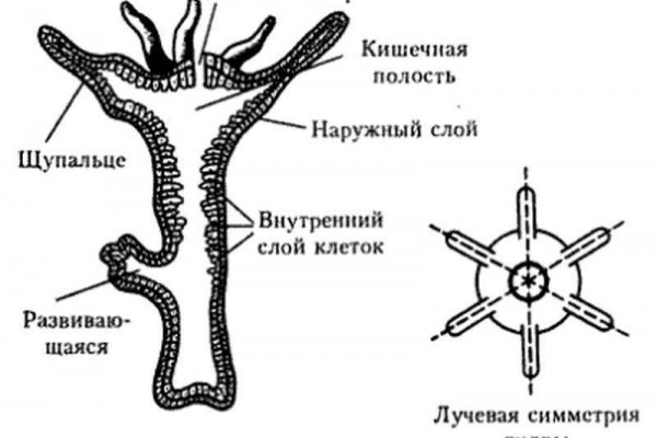 Kra11.gl